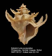 Babelomurex purpuratus